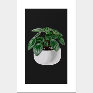 Peperomia argyreia watermelon Posters and Art